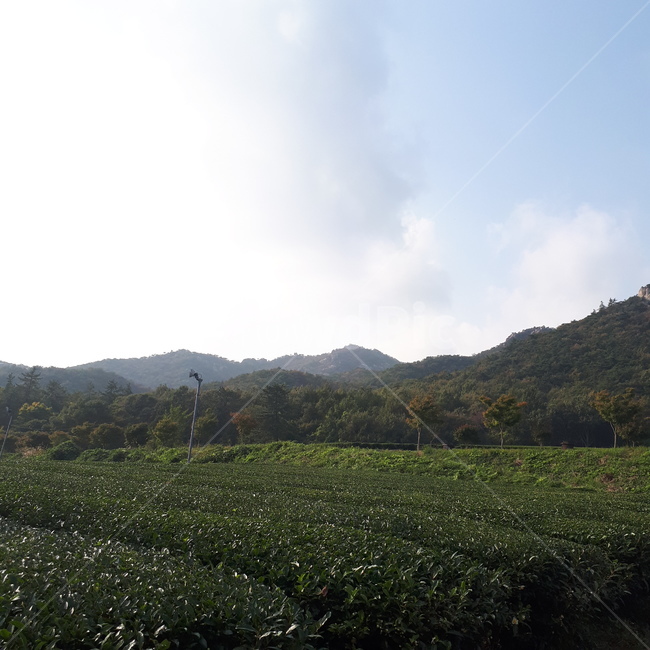 녹차밭,녹차,산,하늘,강진,자연,풍경,nature,landscape,outdoors,옥외,field,들,grassland,목초지