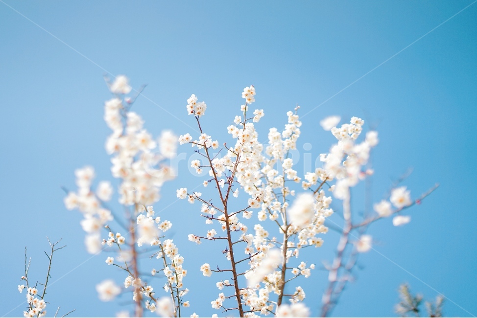 꽃,매화꽃,식물,flower,plant,봄,계절,spring,season