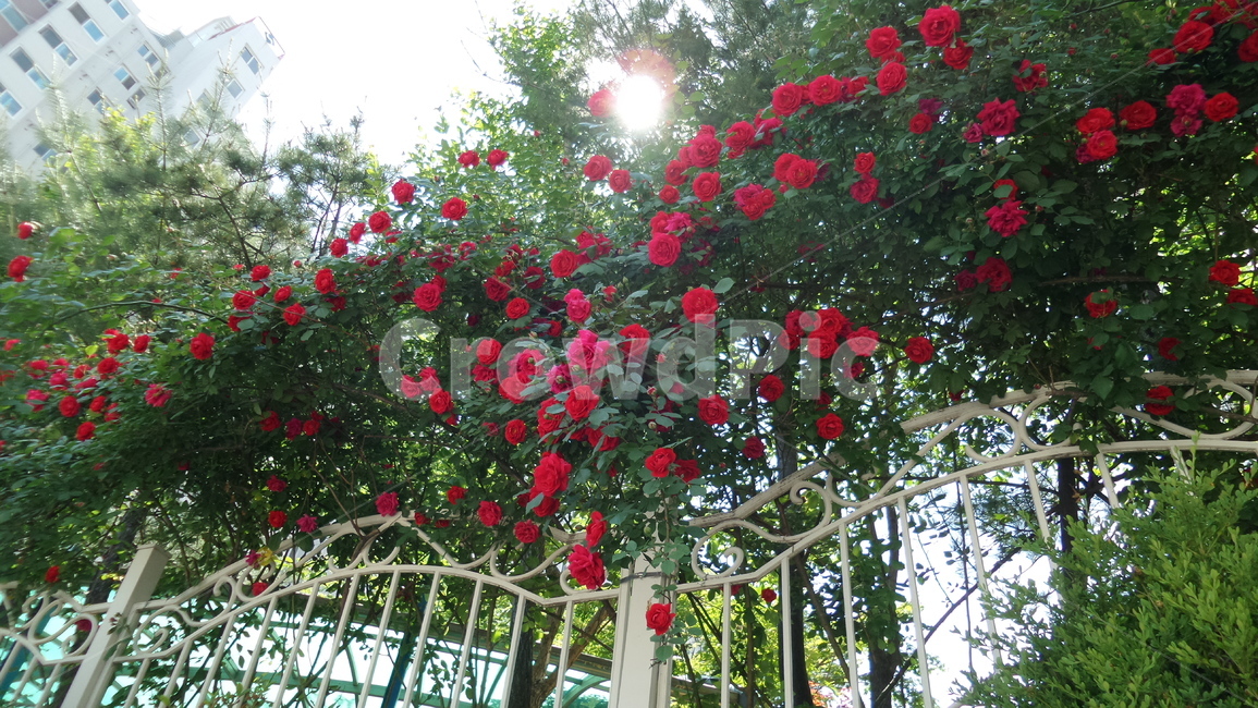 꽃,식물,자연,자연물,감성,flower,nature