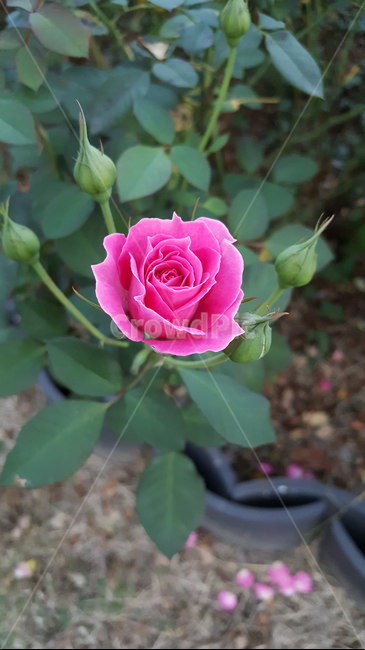 꽃,식물,rose,plant,flower