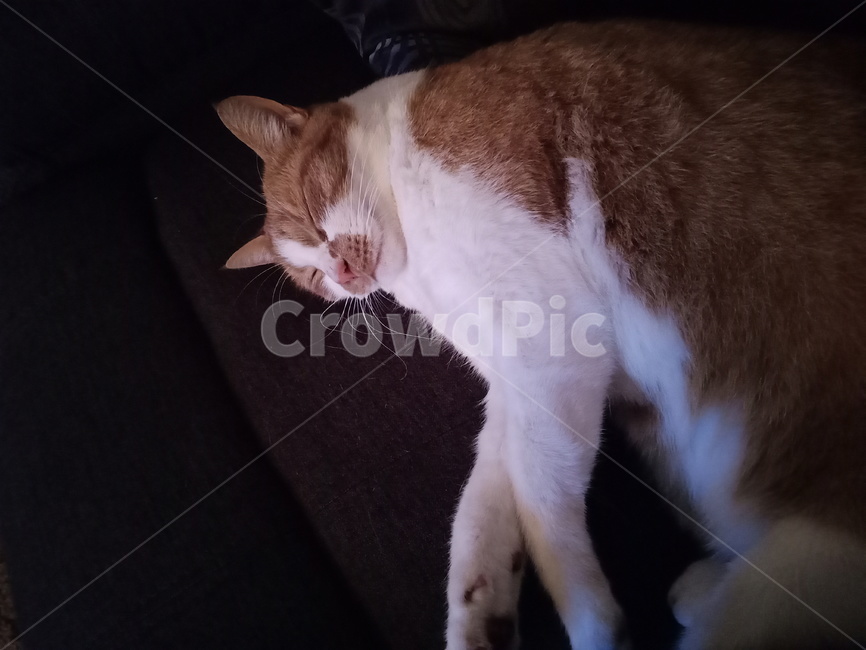 고양이,동물,밤,잠,겨울,동물,animal,포유류,mammal,고양이,cat,kitten,kitty