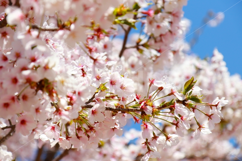 봄,벚꽃,분홍,색감,꽃,자연,봄,계절,spring,season,식물,자연,plants,nature,꽃,flower,plant,blossom