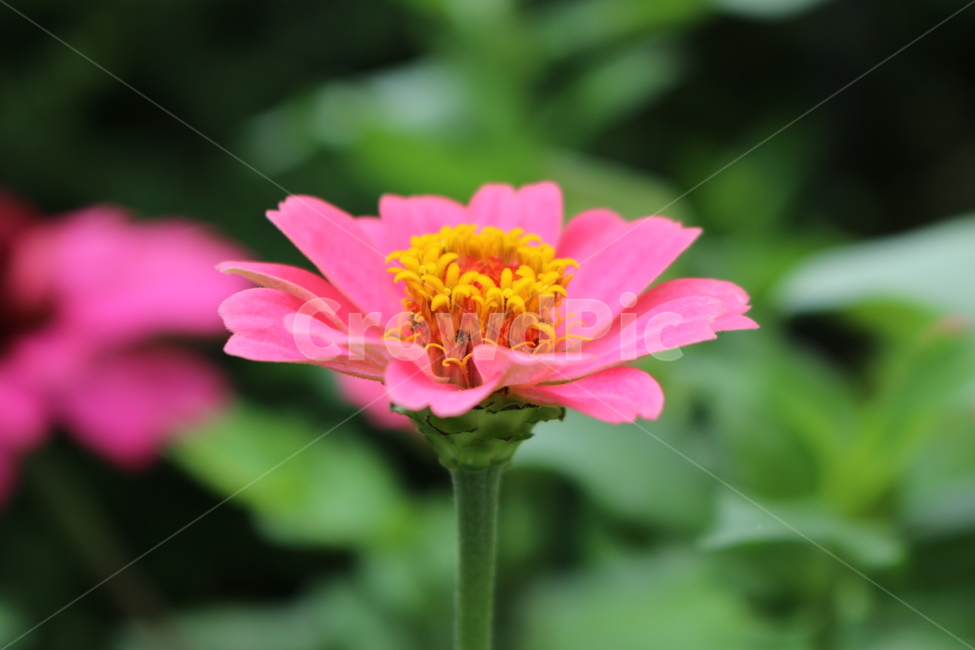 식물,꽃,분홍꽃,꽃한송이,봄꽃,식물,자연,plants,nature,꽃,flower