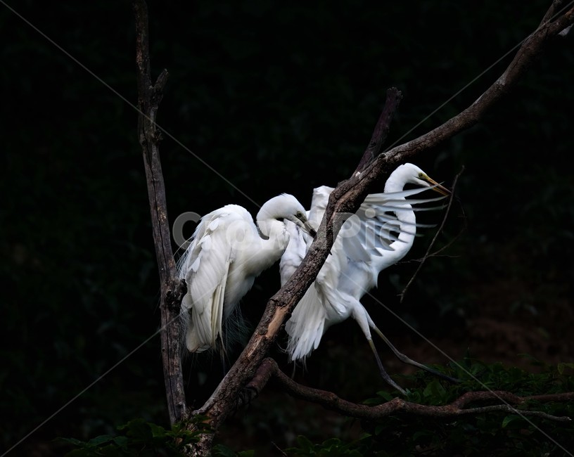 중백로,백로,새,정원,birds,동물,animal,조류,새,birds