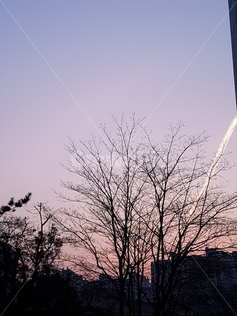 노을,하늘,나무,비행운,sky