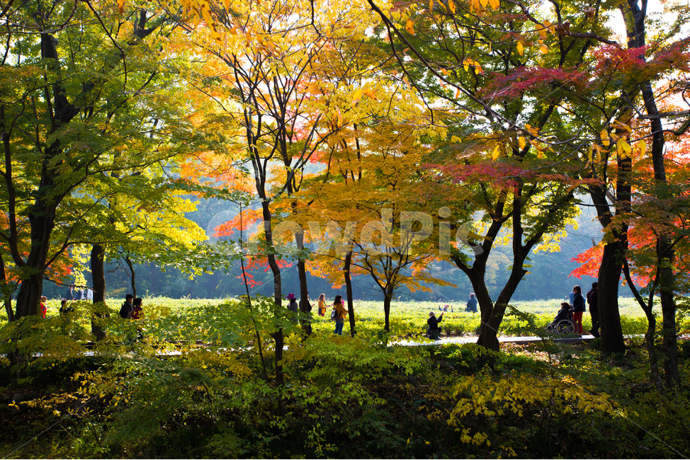 tree,나무,plant,식물,person,사람,treetrunk,잎,leaf,인간,human,나무줄기,단풍,가을,산책,선운사