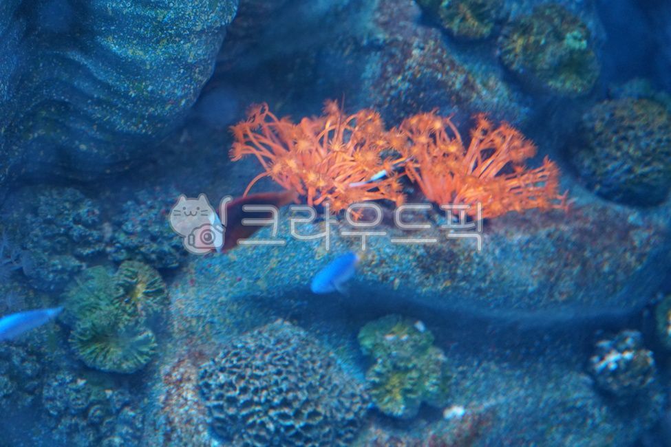 도리,블루탱,bluetang,수족관,물고기,water,fish,animal,물,산호,수영,블루,해양생물,sea,아쿠아리움,암초,산호초,니모