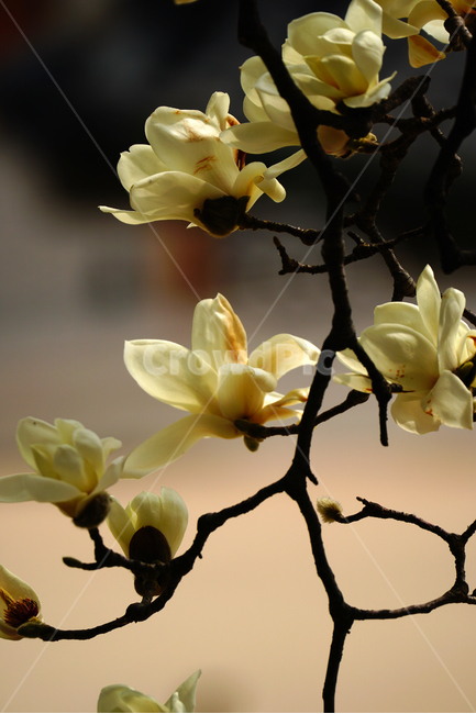 목련,봄꽃,한국자연,꽃,꽃사진,플라워,flower,봄,spring,식물,plants,자연,nature,풍경,landscape,계절,season,snap,스냅,접사,macro,closeup,클로즈업,감성사진,감성,힐링,healing,느낌,feel,feeling,꽃밭,화단,나무,나뭇가지,tree,꽃봉오리,4월,April,목련꽃,봄,계절,spring,season,식물,자연,plants,nature,꽃,flower,plant