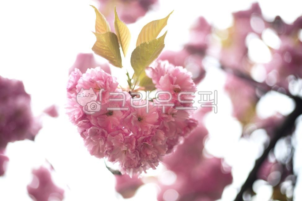 Double cherry blossoms,pink cherry blossoms,cherry blossoms,spring cherry blossoms,cherry tree,cherry blossom tree,spring flowers,cherry blossom festival,spring,flowers,flower background,heart flowers,cherry blossom buds