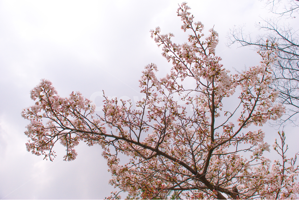 봄,벚꽃,꽃,배경,자연,풍경,하늘,나무,공원,cherryblossoms,식물,벚나무,매화,계절,축제,조경,나뭇가지,시골,경치,화사한,핑크,향기,분홍,맑음,spring,season,flower,생화,만개,만발,봄,계절,spring,season,식물,자연,plants,nature,꽃,flower,plant,cherry blossom,blossom