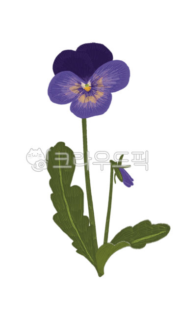 팬지꽃,팬지꽃일러스트,보라꽃그림,색연필꽃,drawing,illustration,flower,pansy,디자인요소,꽃요소,다꾸