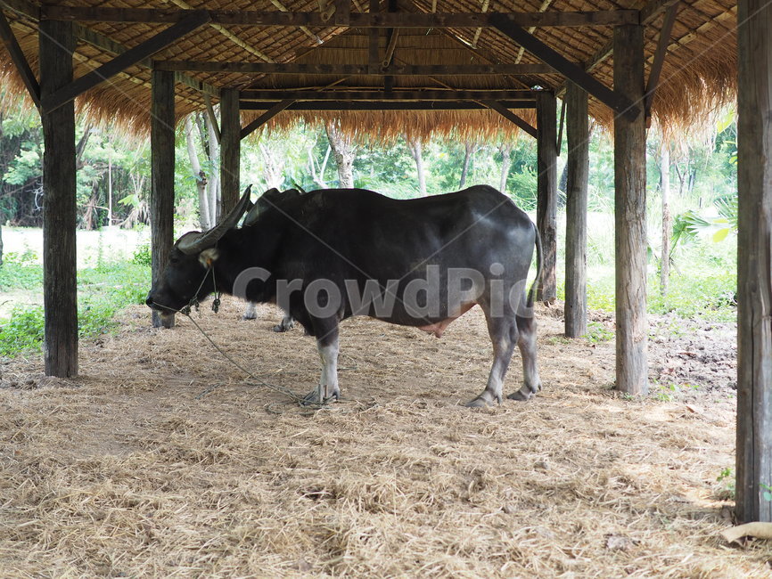 animal,동물,cow,소,가축,포유류,황소,동물,animal,포유류,mammal
