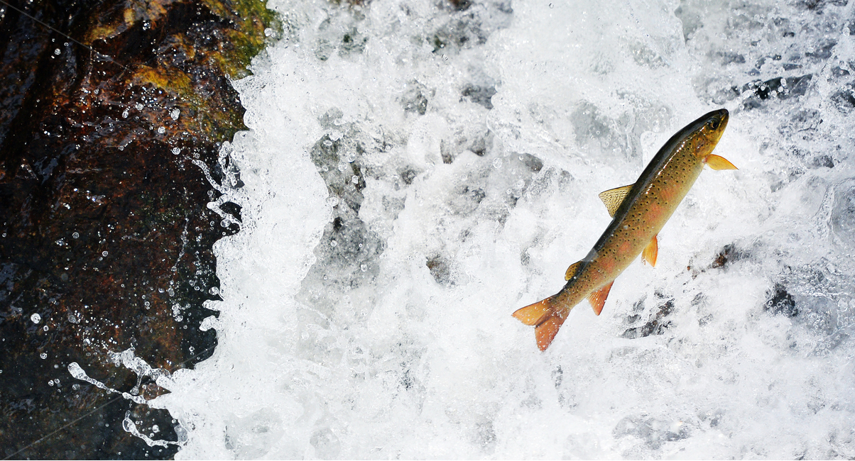 열목어,회귀,멸종위기종,자연,nature,fish,천연기념물,폭포,water,fall,동물,animal,어류,물고기,fish