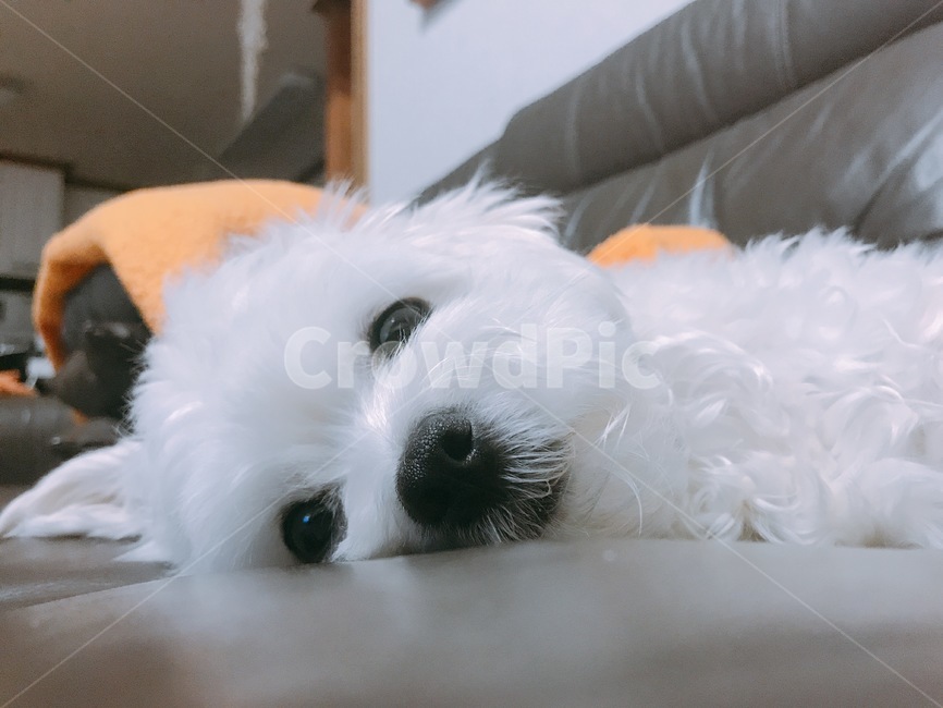 강아지,말티즈,믹스견,하얀강아지,누운강아지,puppy,maltese,dog