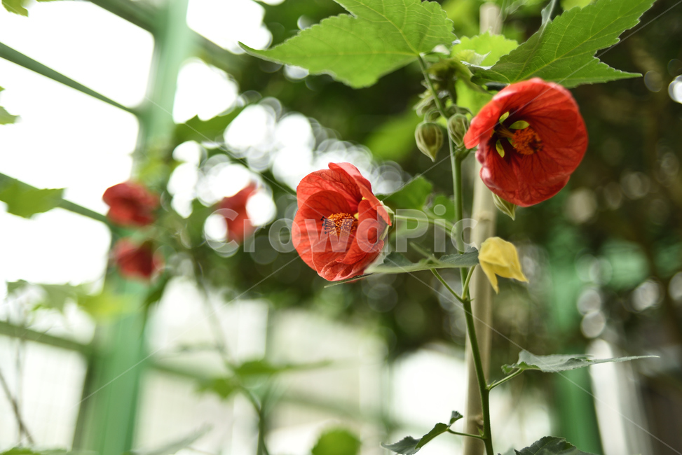꽃,동백,봄,식물,붉은,휴식,나들이,산책,식물원,식물,자연,plants,nature,꽃,flower