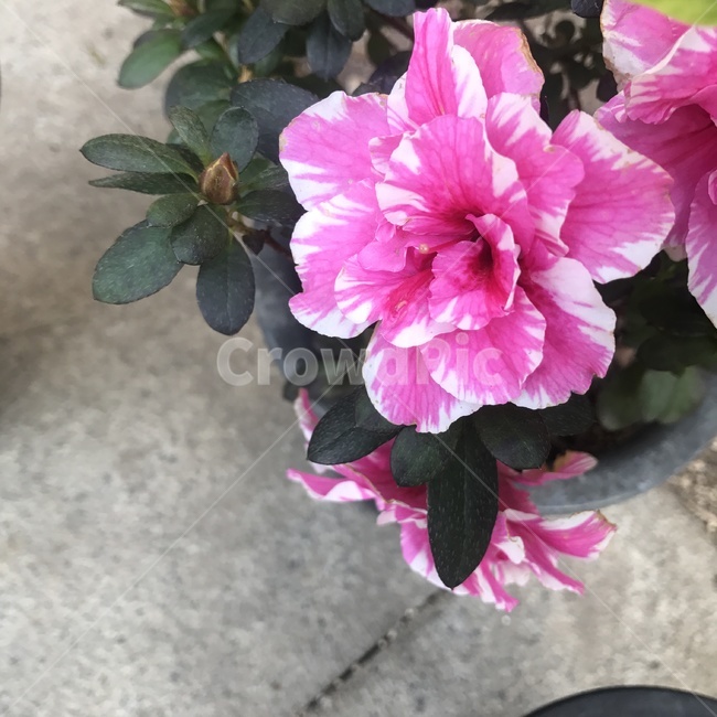 서양철쭉,아젤리아,아잘레아,벨지움철쭉,Azalea,진달래과,사랑의즐거움,개량종,중국꽃,분홍꽃,관상용,꽃,Flower,자연,식물,자연,plants,nature,꽃,flower