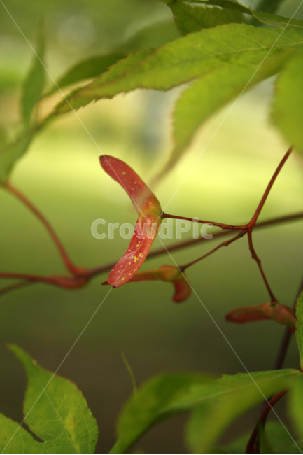 단풍,단풍꽃,나무,잎,식물,flower,plants,nature,식물,자연,plants,nature