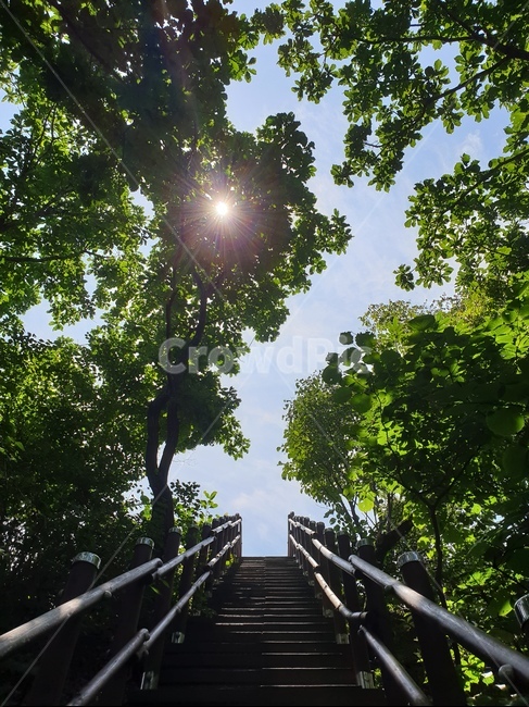 칠갑산,칠갑산정상,칠갑산등산,숲,산,여름산,청초,나무,우거진숲,계단,하늘,푸르름,여름,여름이미지