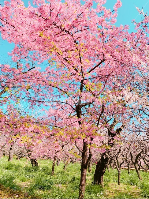 식물,plant,신주쿠쿄엔,벚꽃,벚꽃나무