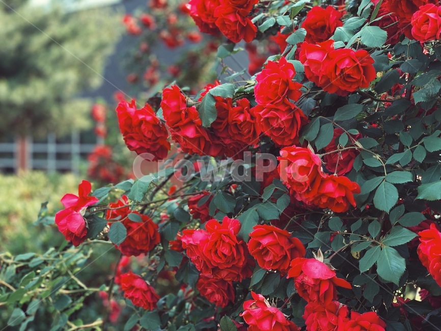 꽃,flower,장미,rose,봄