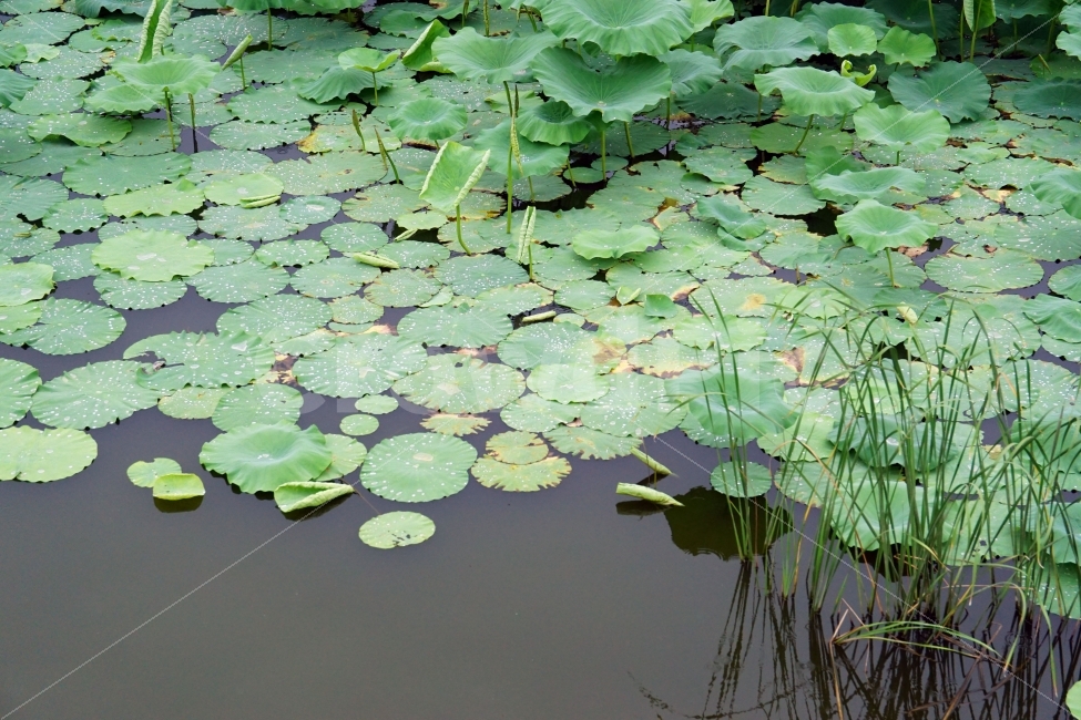 연못,식물,잎사귀,이파리,자연,풍경,연꽃잎,물,풀,갈대,습지,nature,계절,여름,season,summer,landscape,자연,풍경,nature,landscape,plant