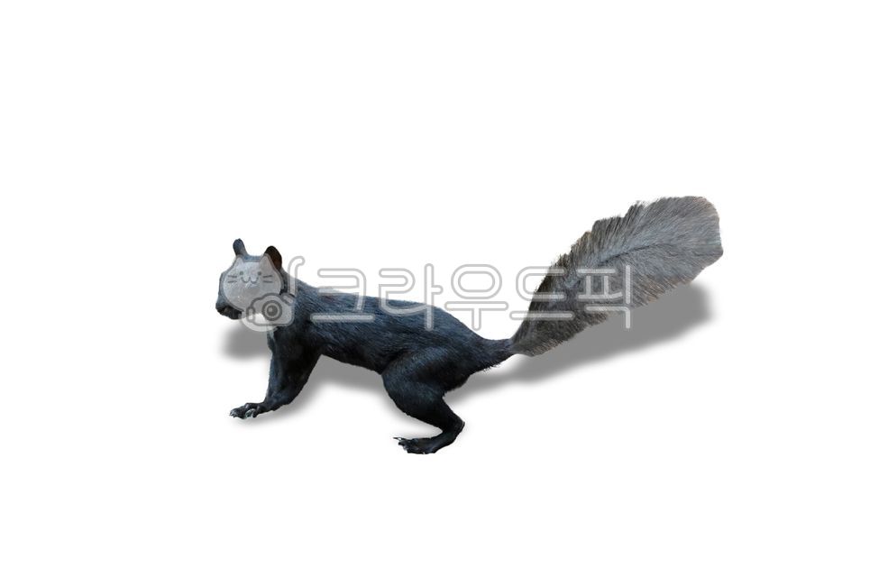 청솔모,다람쥐,배경,흰색배경,동물,포유류,털,귀,꼬리,야생,야생동물,설치류,들짐승,생물,bluehaired,squirrel,background,whitebackground,animal,mammal,fur,ears,tail,wild,wildanimal,rodent,wildbeast,creature