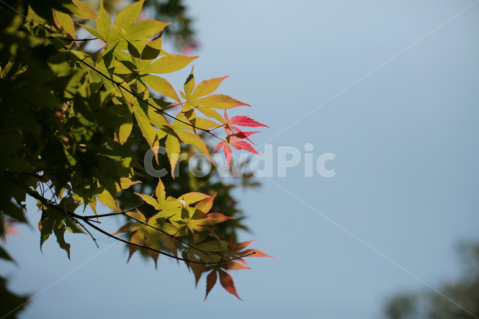낙엽,나무,잎,식물,하늘,plant,leaf,tree,가을,자연,nature