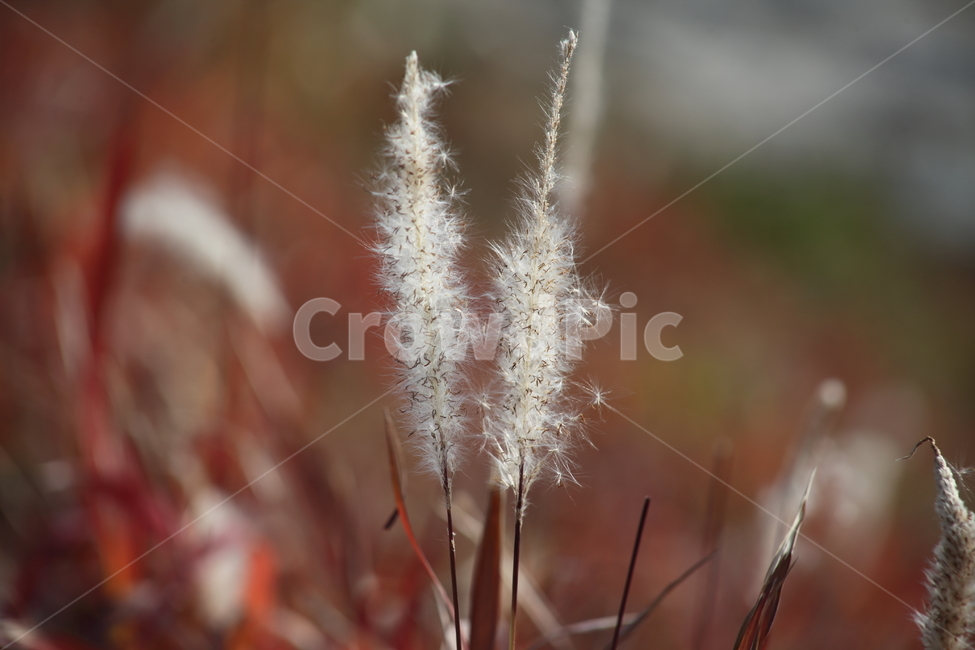 가을,종자,번식,식물,seed,가을,계절,fall,autumn,season,식물,자연,plants,nature,꽃,flower,plant,grass,잔디,lawn,reed,갈대