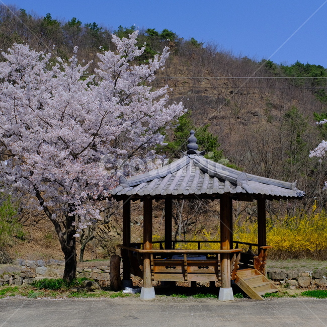 식물,꽃,벚꽃,벚꽃나무,봄,계절,나들이,자연,개화,spring,plant,blossom,flower,정자,쉼터,휴식,팔각정