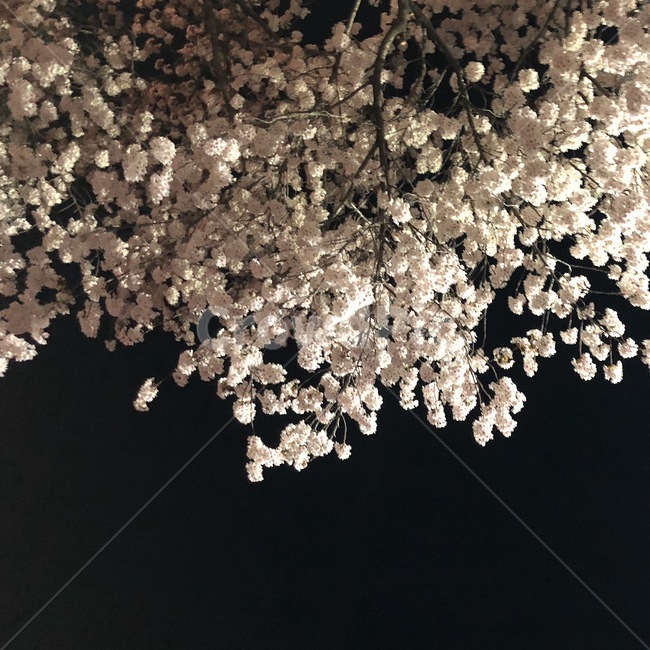 벚꽃,감성,밤,꽃,분위기