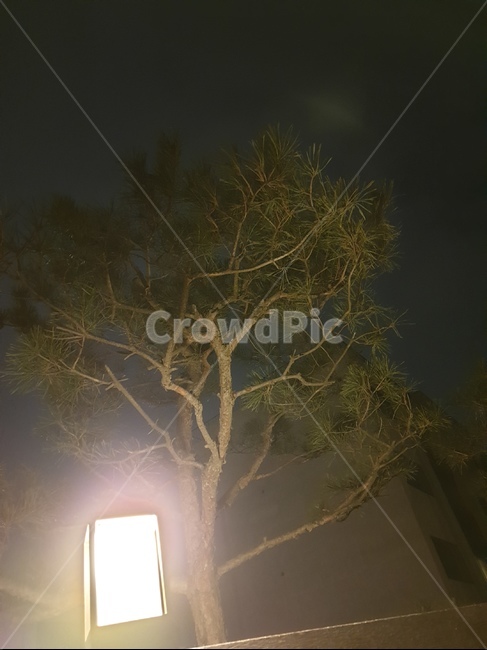 nature,자연,weather,날씨,빛,light,소나무,어둠,조명,dark