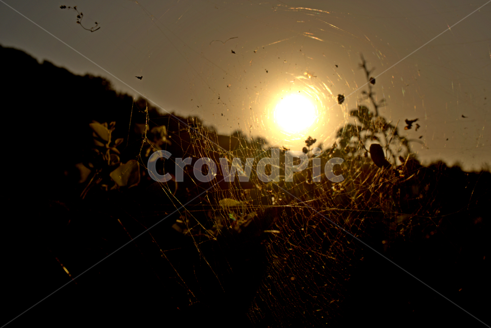 light,빛,flare,플레어,일몰