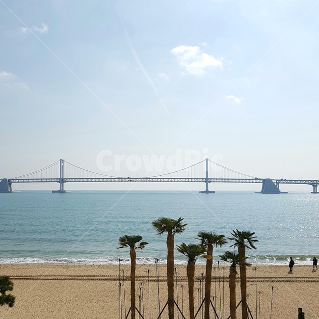 자연,nature,sea,바다,water,물,ocean,대양,shoreline,해안선,야자수,여름,푸른바다,부산,여름바다