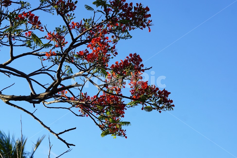꽃,붉은꽃,나무,자연,식물,하늘,sky,크리스마스트리꽃,모리셔스,외국자연풍경,flower,nature,tree,예쁨,파란하늘,blue,식물,자연,plants,nature,꽃,flower