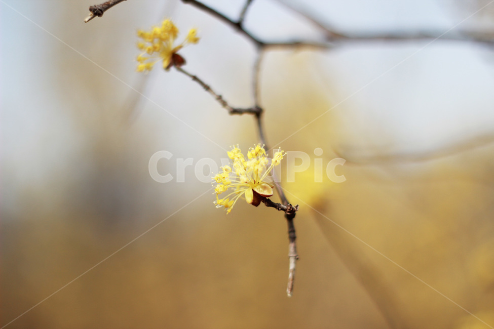 산수유,봄,flower,blossom,식물,자연,season,plants,nature,야외,spring,나뭇가지,식물,자연,plants,nature,꽃,flower