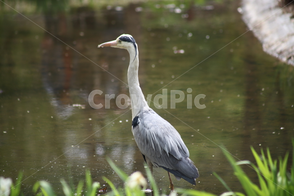 왜가리,새,조류,ardeacinerea,grayheron,동물,animal,조류,새,birds