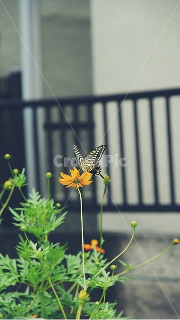 나비,꽃,호랑나비,butterfly,flower,식물,자연,plants,nature,꽃,flower,동물,animal,곤충,벌레,insect,bug