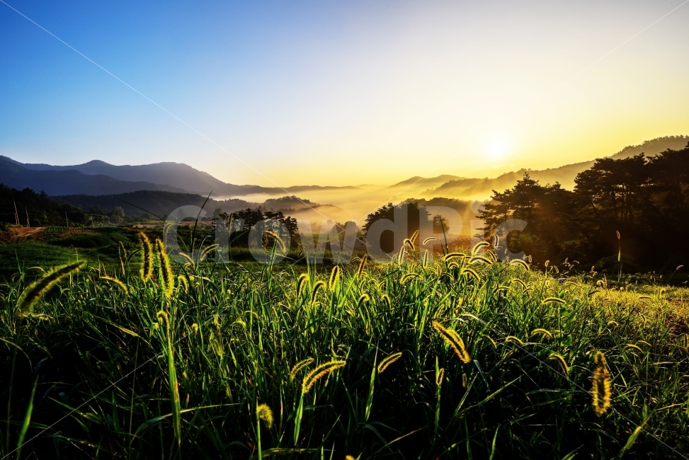 감성,일출,아침,풍경,강아지풀,자연,풍경,nature,landscape,휴식,힐링,rest,relaxation,healing,outdoors,옥외,field,들,grassland,목초지