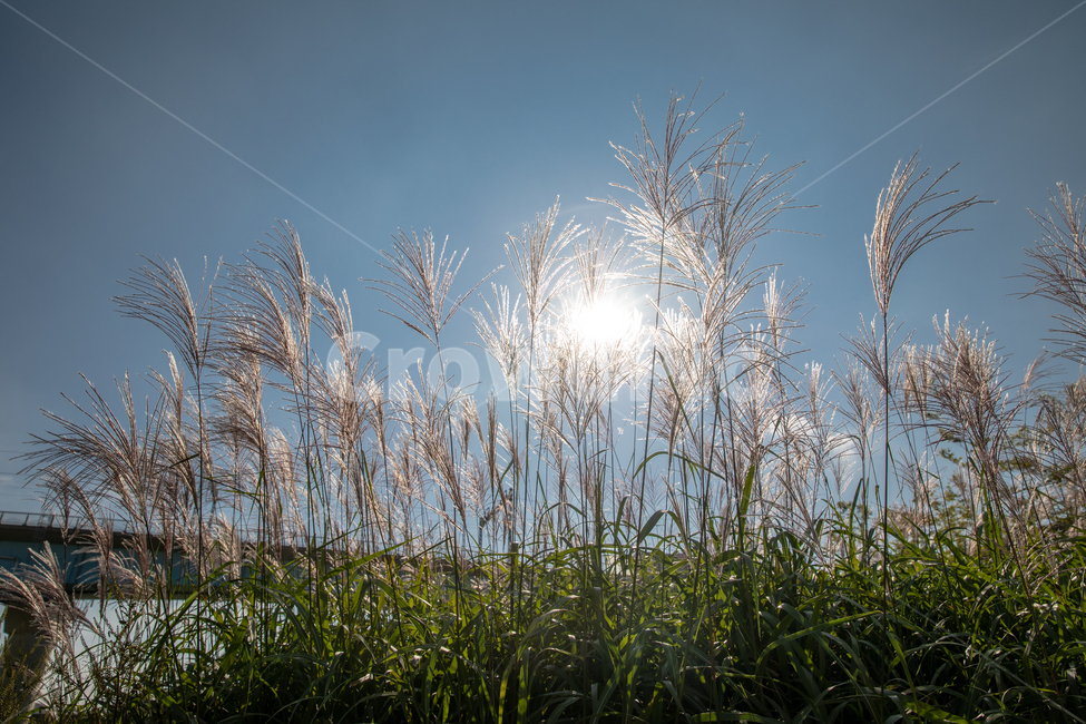 생태공원,도심생태공원,갈대,태양,하늘,자연,도심공원,억새,Reed,가을풍경,자연,풍경,nature,landscape,grass,잔디,plant,식물,lawn