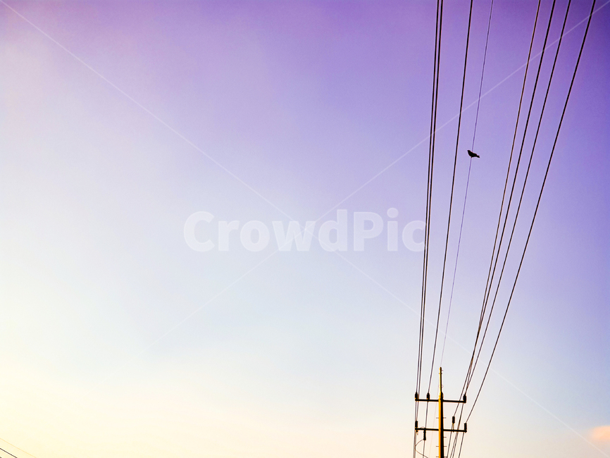 powerlines,전력선,cable,케이블,electrictransmissiontower,송전탑,새,bird,sky,하늘