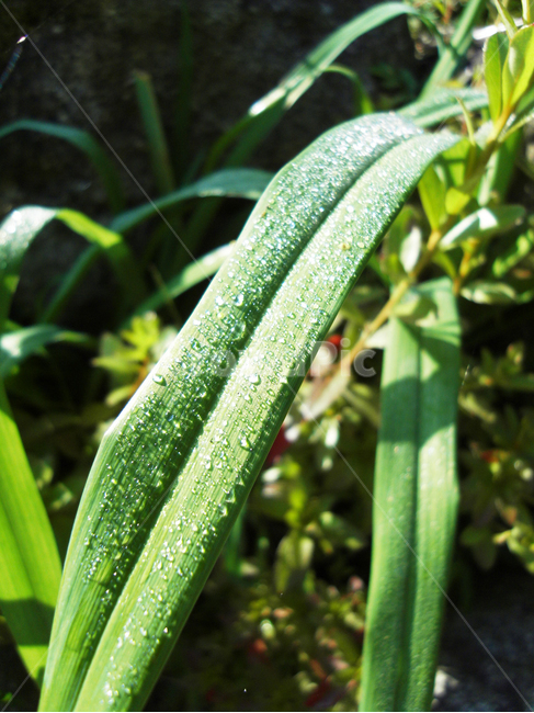 풀잎,이슬,잎,풀,초록,식물,식물,자연,plants,nature