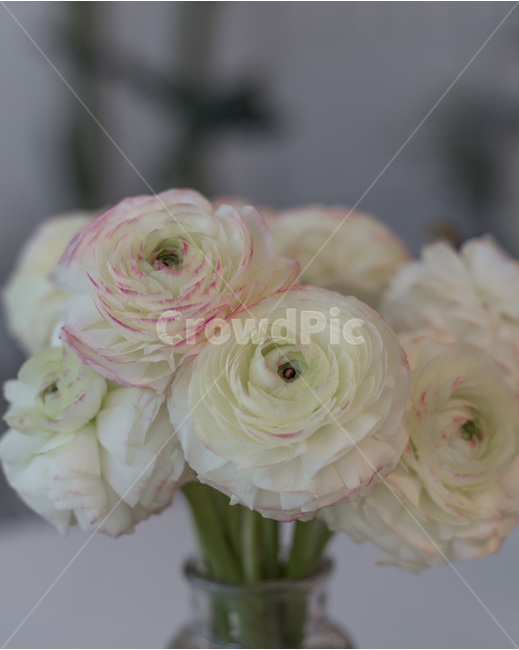 꽃,꽃사진,플라워,꽃병,봄,식물,자연,plants,nature,꽃,flower,실내용화초,화분,화초,house plant,인테리어,실내디자인,interior design