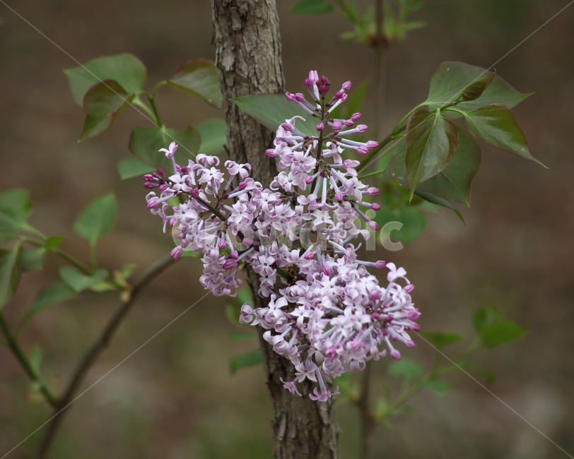 라일락,라라꽃,봄,꽃,lilac,수수꽃다리,식물,자연,plants,nature,꽃,flower