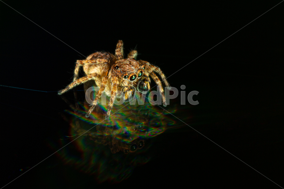 깡총거미,거미,곤충,근접촬영,접사,곤충,벌레,insect,bug