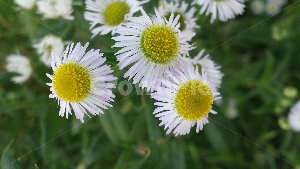 개망초,야생화,산야초,풀꽃,귀화식물,식물,자연,plants,nature,꽃,flower