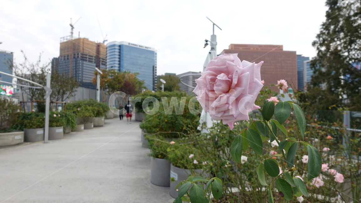 장미,꽃,flower,rose,plant,식물,서울로,seoullo,홀로핀,한송이,꽃,flower