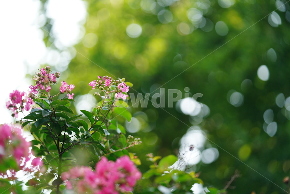 꽃,플라워,식물,생물,생명,핑크,분홍,색감,컬러,plant,식물,자연,plants,nature,꽃,flower