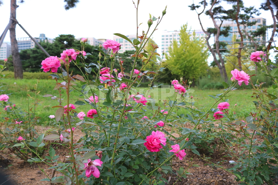 장미,꽃,장미꽃,식물,덩굴식물,블루리버,자연,식물,자연,plants,nature,꽃,flower