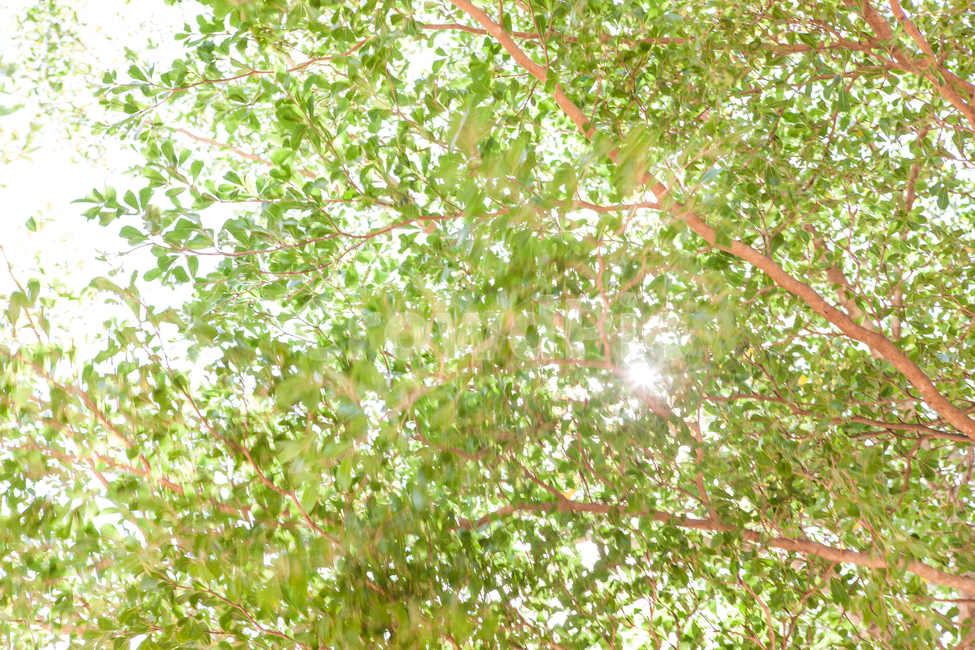 빛,그늘,휴식,나무,햇살,식물,자연,plants,nature,나무,trees,wood,휴식,힐링,rest,relaxation,healing