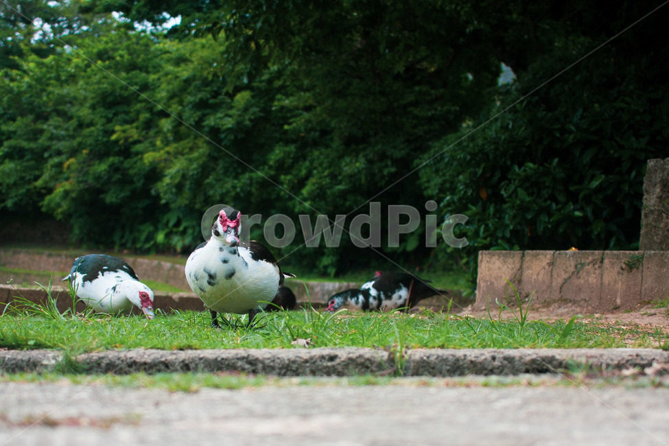 오리,동물,자연,풍경,animal,동물,animal,조류,새,birds